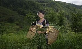 乡村“网红”忙“丰收”