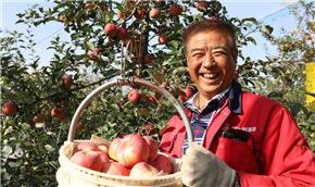 “苹果之乡”苹果红了