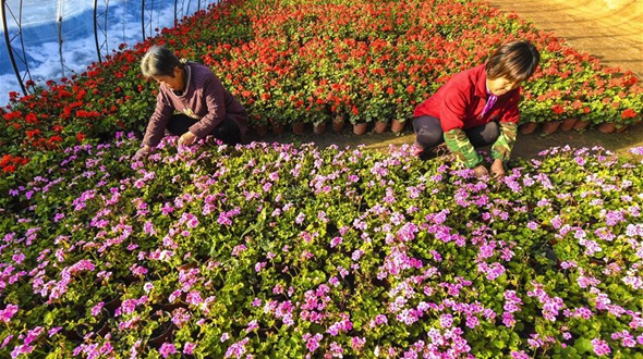 河北广阳：特色花卉供应京津春节市场