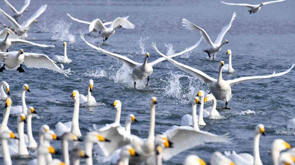 “大天鹅之乡”鸣唱“冬日恋歌”