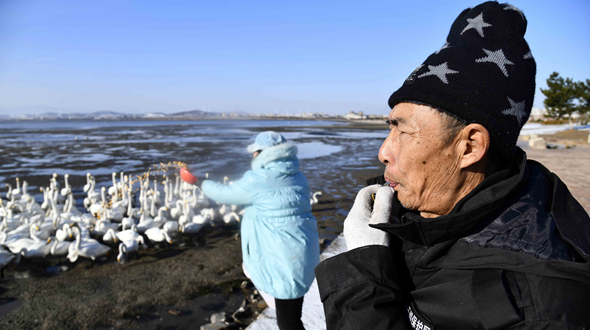 山东荣成：天鹅湖畔的“天鹅卫士”
