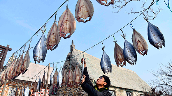 山东荣成：大天鹅“带火”小渔村