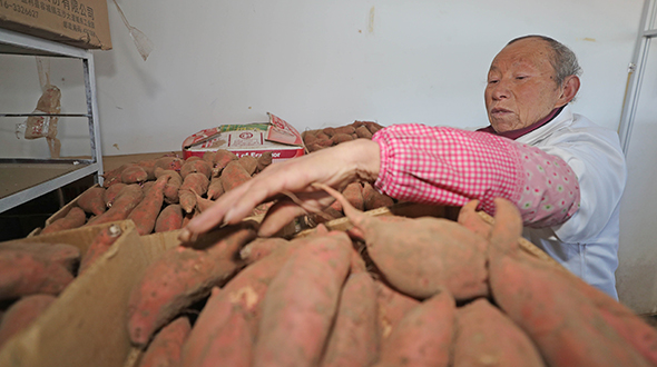 辽宁康平：多项举措共同发力，助力农民脱贫致富