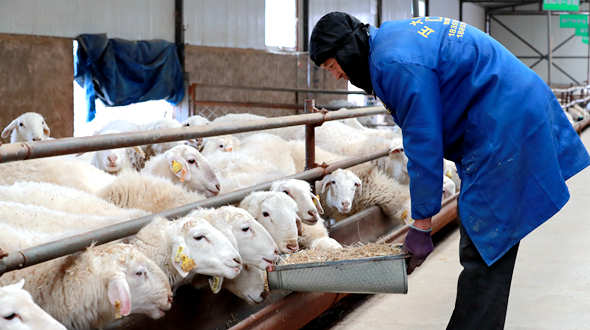 甘肃广河：规模养殖助脱贫