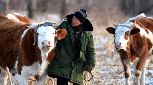 “牛气”大鼓敲响幸福生活