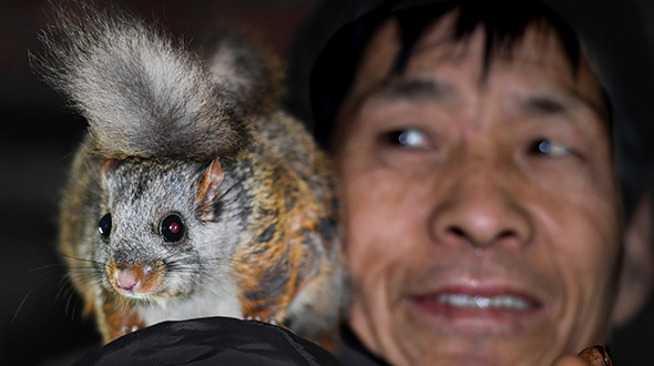 飞鼠托起乡亲致富梦