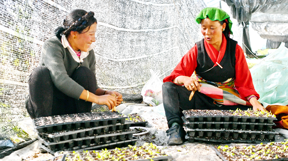 【新春走基层】西藏白朗：“菜篮子”助百姓走上致富路