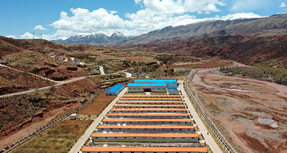 “阿旺绵羊”成就大产业——西藏贡觉县做大做强扶贫产业见闻
