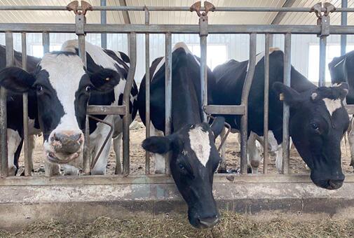 牛牛牛！这个养牛大镇真牛！