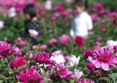 “放下羊鞭”建景区 乐享定居新生活