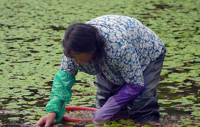 石柱莼菜：人间至味，更是“脱贫金苗”