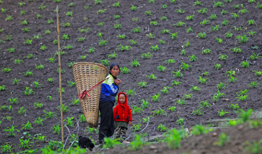 一波三折的“天麻扶贫路”