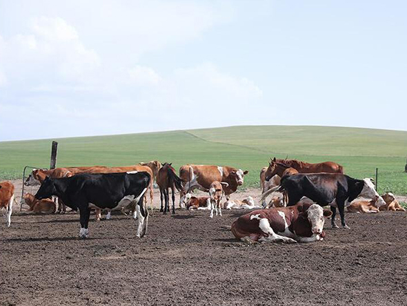 五畜兴旺的边疆生活