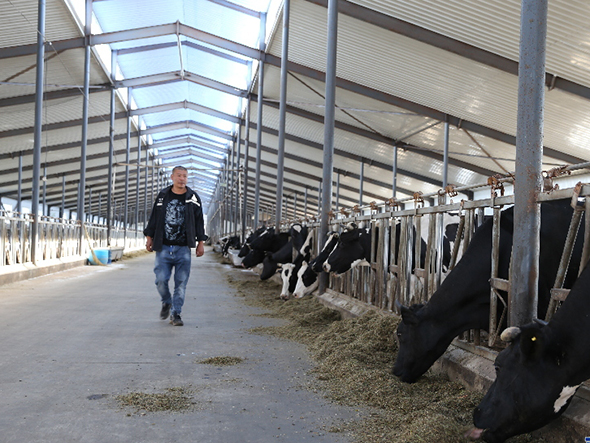 百年养牛大镇的产业进阶路