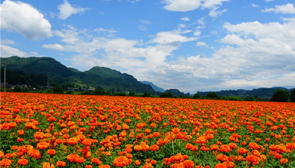 云南腾冲：花开界头似红霞