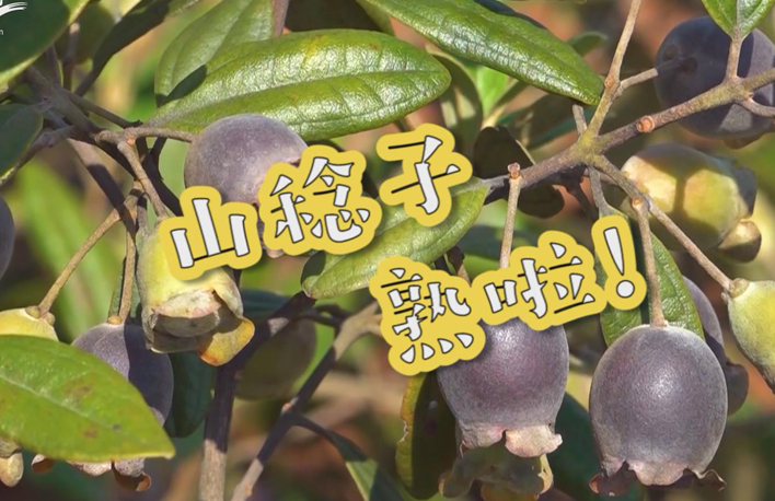 走向我们的小康生活丨山稔子熟啦！