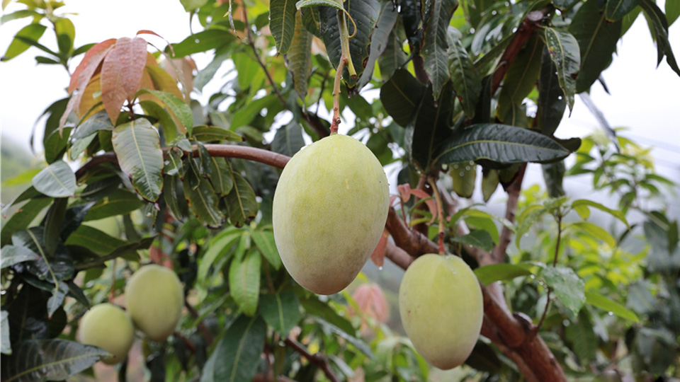 云南华坪：芒果产业让山变绿、水变清、民变富