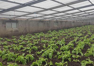 鲜蔬菜·鲜生活