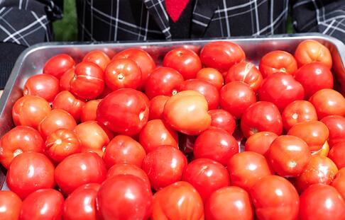 隆子县的“格桑”花