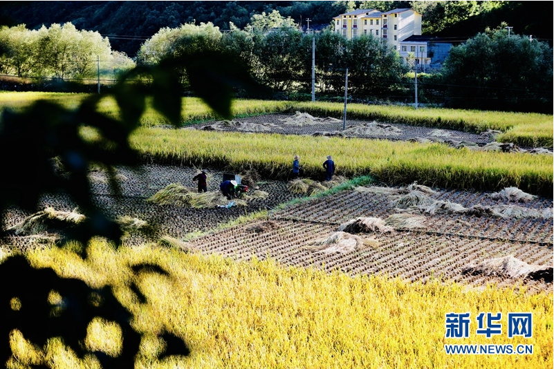 湖北鄖西：綠色“冷水稻”奏響“金色”豐收曲