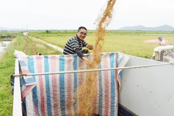 广东江门海水稻迎来收获季