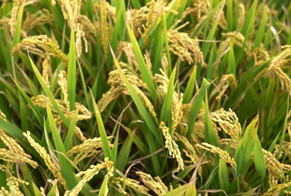 農民豐收節：“我在上海種大米”