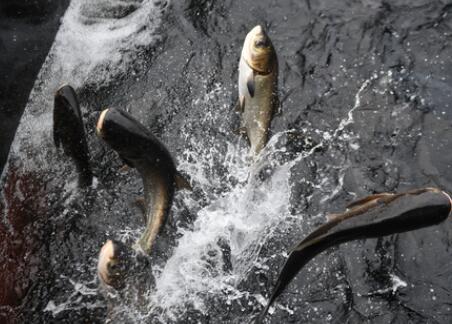 千岛之问&mdash;&mdash;浙江千岛湖的生态和谐之道