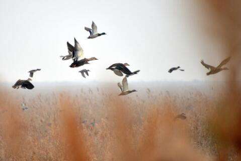 黄河三角洲的鸟儿&ldquo;话事人&rdquo;