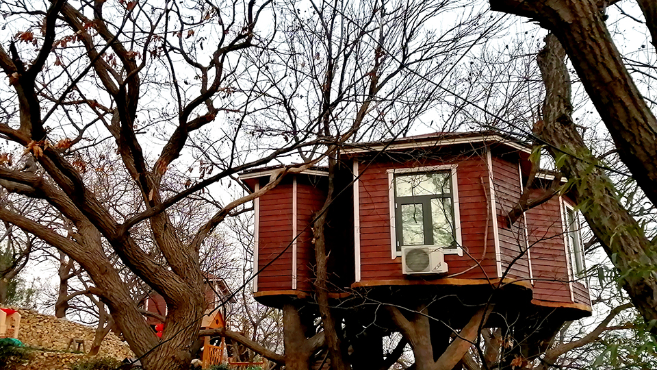 山东蒙阴：&ldquo;树上&rdquo;的风景