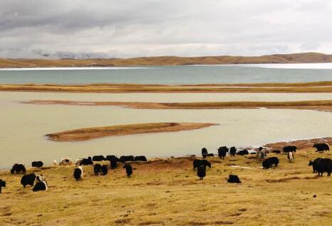 生活不只眼前的草场&mdash;&mdash;青海果洛编织绿色发展之梦
