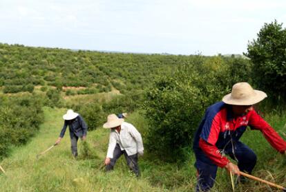 &ldquo;一亩油茶百斤油，又娶媳妇又盖楼&rdquo;&mdash;&mdash;河南光山走上生态富民路