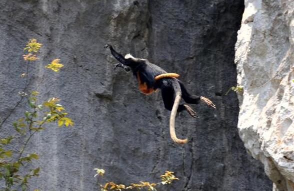 广西崇左：为&ldquo;石山精灵&rdquo;构建绿色家园