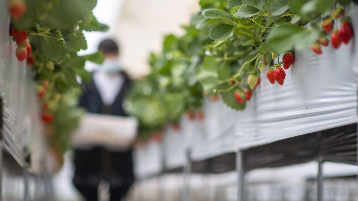 云南会泽：草莓产业为乡村振兴蓄力