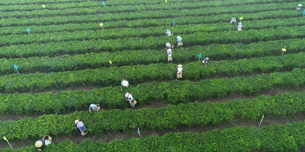 海南白沙：早春采茶忙