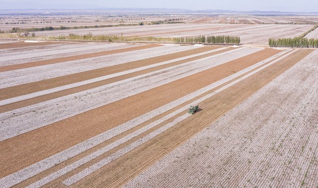 棉花丰收