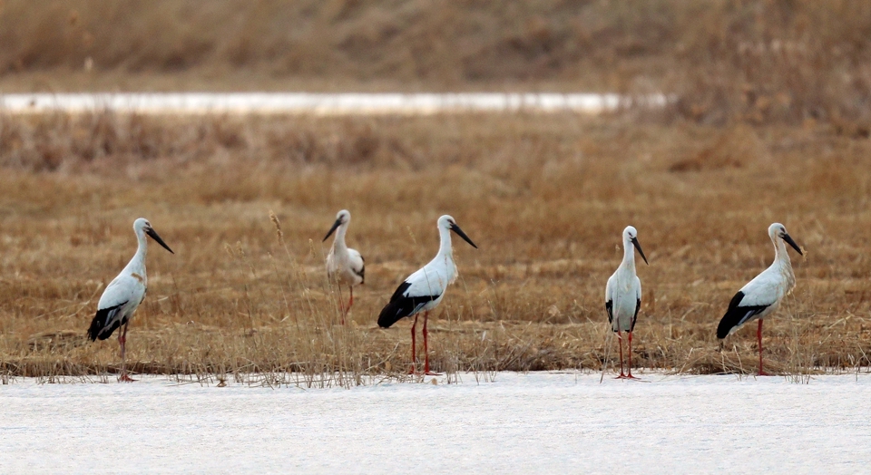 “打卡”查干湖：徜徉“候鸟王国”