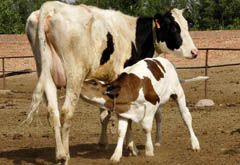 世界首例转基因"低乳糖奶牛"诞生