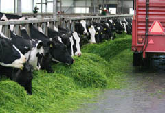 荷兰牛奶品质的奥秘