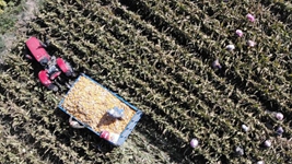 一粒杂交玉米种子背后的&ldquo;突破&rdquo;