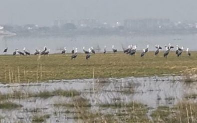 &ldquo;鹤湖&rdquo;复绿记