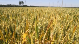 苗情好于预期 丰收有底气&mdash;&mdash;山东黄河下游种粮大户走访记