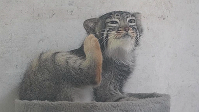 兔狲&ldquo;狲大娘&rdquo;高原人工繁育记