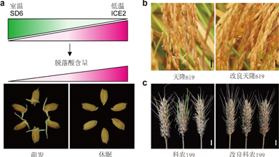 我国科学家找到调控水稻、小麦穗发芽的&ldquo;开关&rdquo;