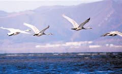 天津：珍稀候鸟群 津城舞翩跹（图）