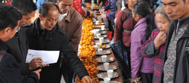 广西融安：发展金桔产业助农增收