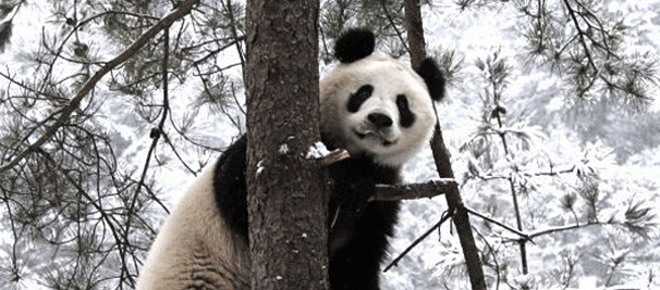 冬日秦岭深处的“功夫熊猫”