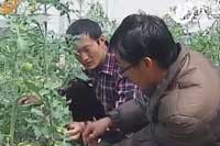 中国梦 我的梦：用科技照亮“蔬菜种业梦”