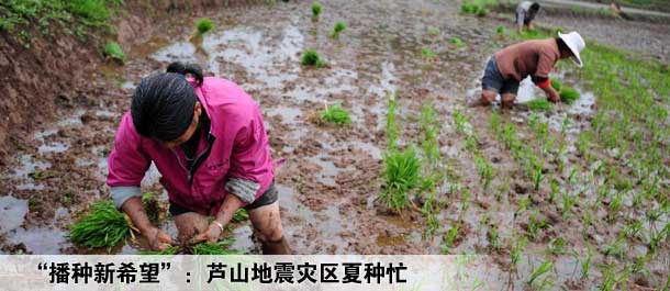 &ldquo;播种新希望&rdquo;：芦山地震灾区夏种忙