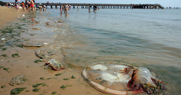 北戴河现巨大水母搁浅海滨浴场 游客不敢触碰