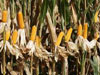 玉米单产再创全国高产纪录